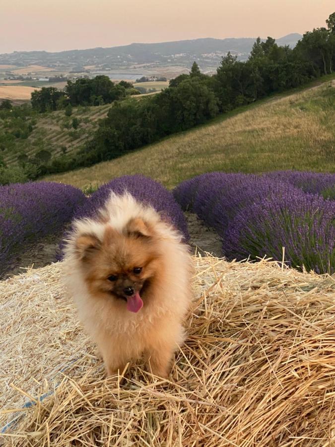 Le Della Baracchina Сasa de vacaciones *